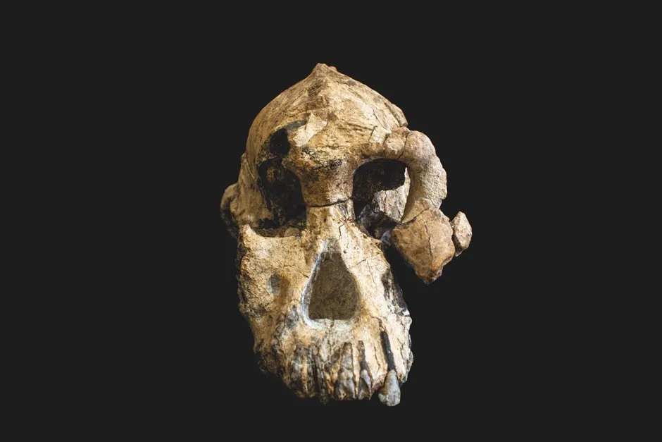 Front view of the skull © ESA