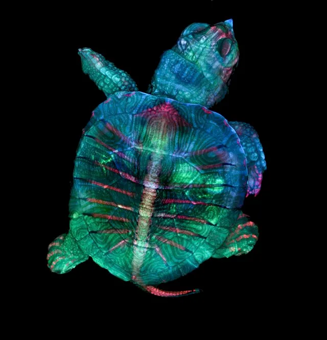 Fluorescent turtle embryo © Teresa Zgoda & Teresa Kugler