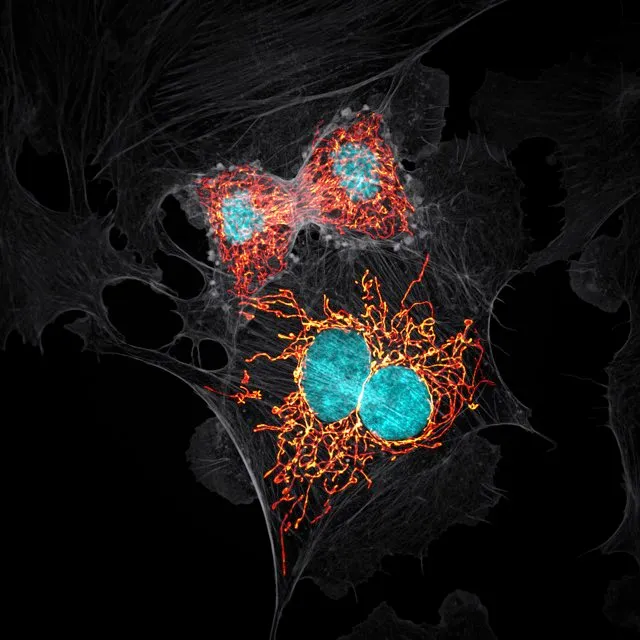 BPAE cells in telophase stage of mitosis © Jason M. Kirk