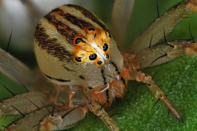 Female Oxyopes dumonti (lynx) spider © Antoine Franck