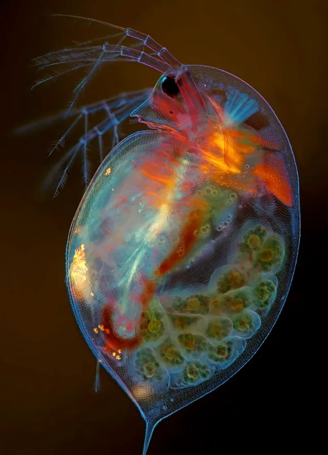 Pregnant Daphnia magna (small planktonic crustacean) © Marek Miś