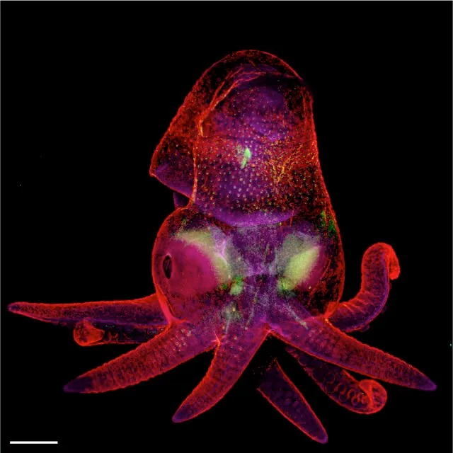 Octopus bimaculoides embryo © Martyna Lukoseviciute & Dr. Carrie Albertin