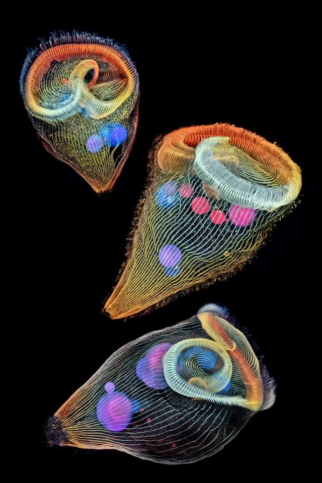 Depth-color coded projections of three stentors (single-cell freshwater protozoans) © Dr Igor Siwanowicz