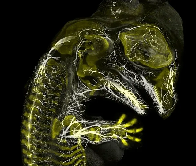 Alligator embryo developing nerves and skeleton © Daniel Smith Paredes & Dr. Bhart-Anjan S. Bhullar