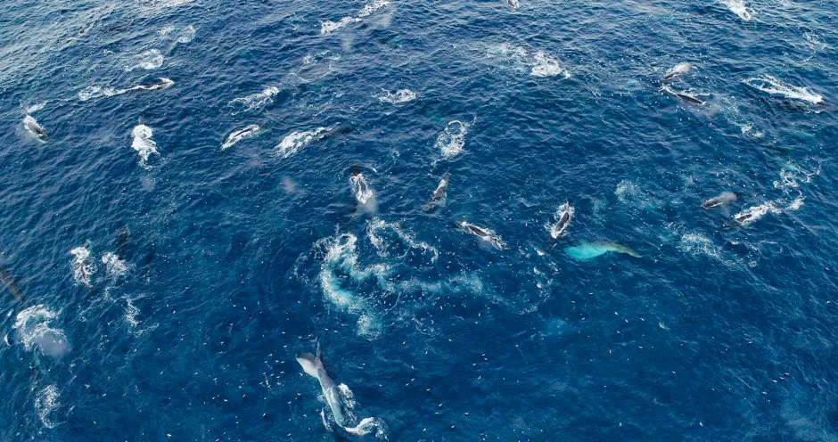 Aerial of Mass Fin Whales © BBC NHU