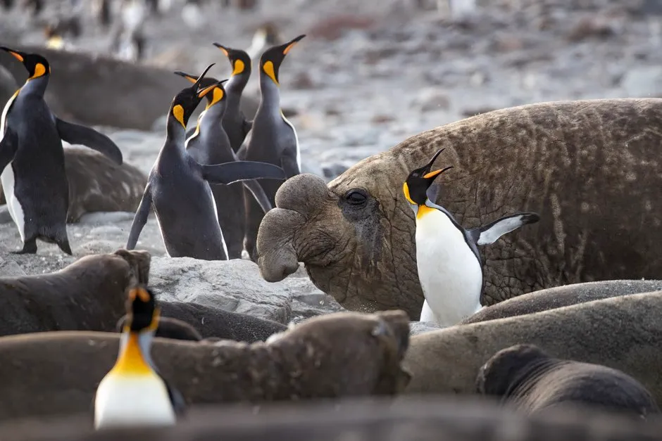 Elephant Seals and King Penguins - © Fredi Devas