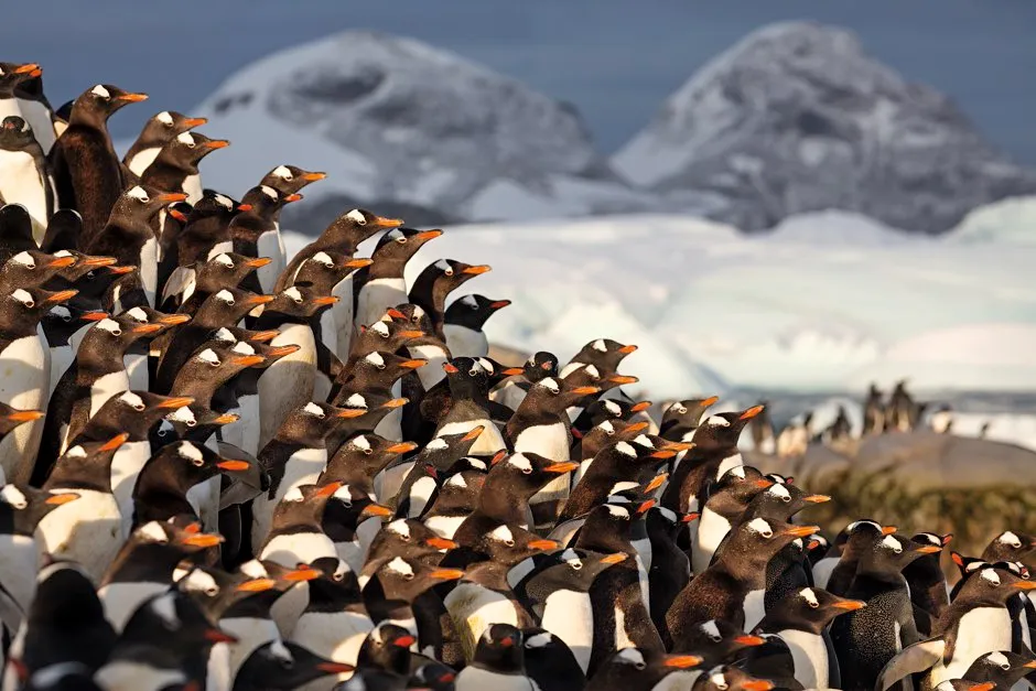 Gentoo Penguins - © John Aitchison
