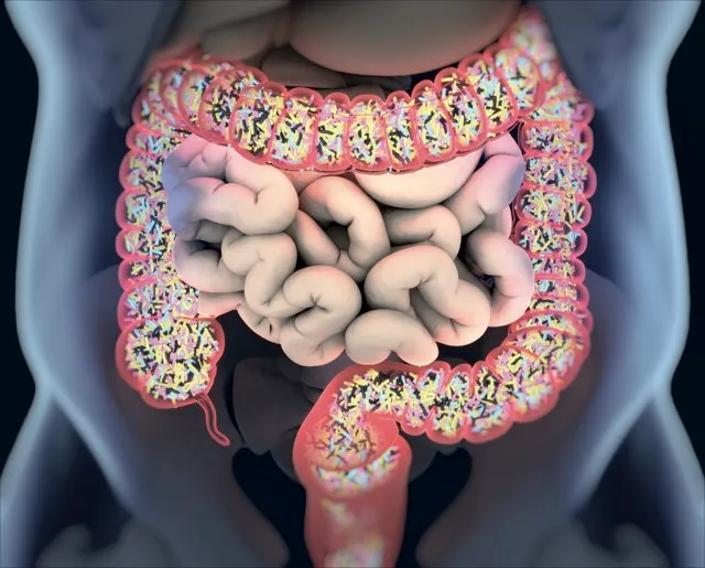 The large intestine is home to trillion so f bacteria, fungi and viruses © Getty Images