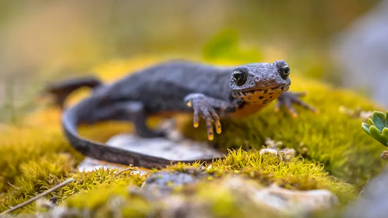 Alpine newt (Ichthyosaura alpestris) sideview on moss and rocks in natural mountain environment