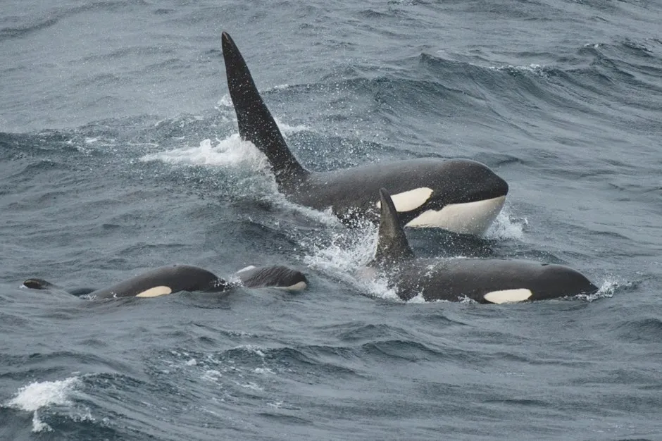 Members of the West Coast Community of orcas off the coast of the Shetland Islands © The big picture/naturepl.com