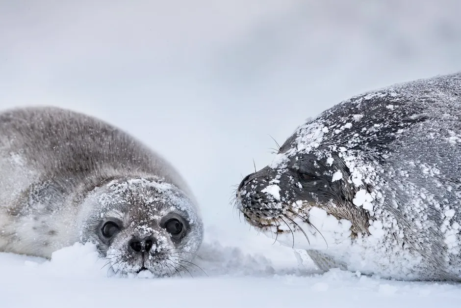 Weddell Seal and pup - © John Brown