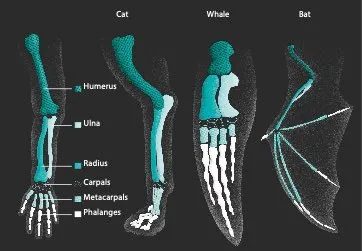 Are human and animal bones the same? © Dan Bright