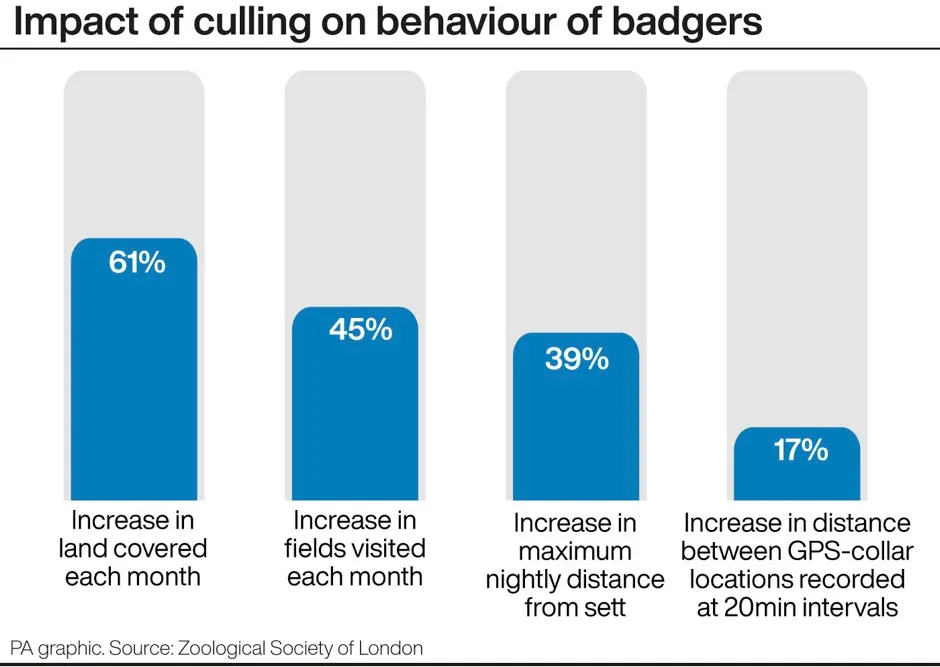 Impact of culling on behaviour of badgers. See story FARM Badgers. Editable versions of this graphic are available via PA Graphics or your account manager. Infographic by PA Graphics