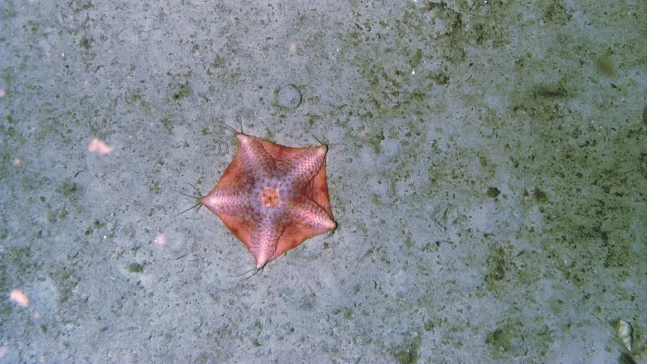 This deep-water starfish was spotted by Plymouth University’s AUV and has only been seen a handful of times © University of Plymouth