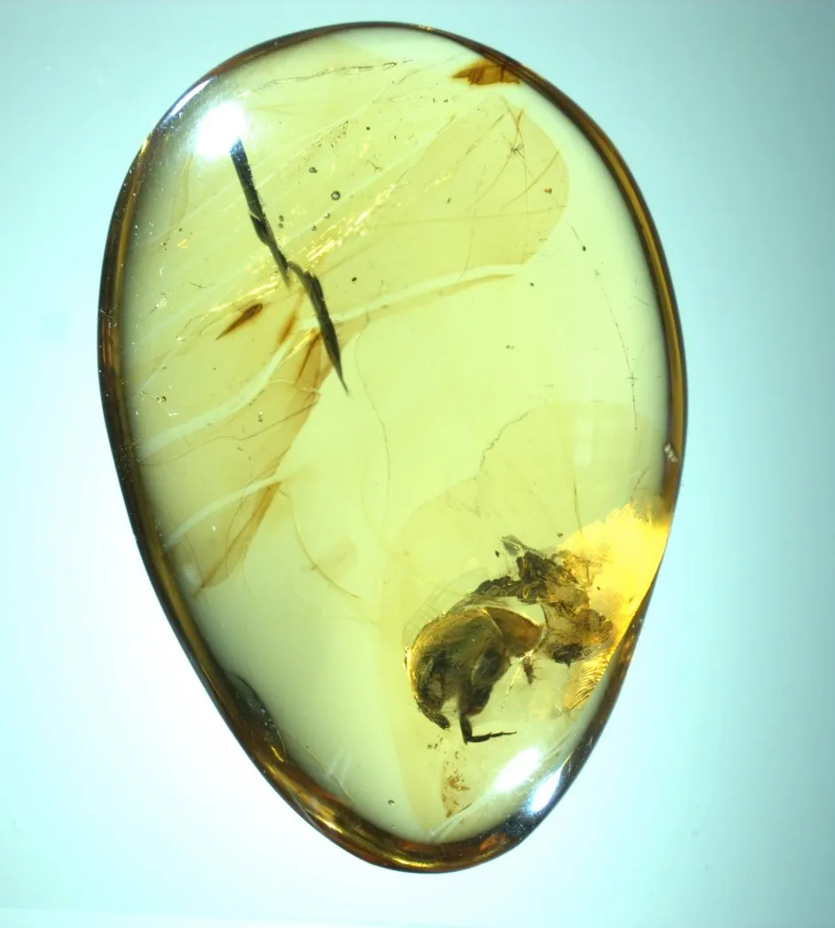 A. burmitina was found trapped in amber, along with pollen grains © Nanjing Institute of Geology and Palaeontology