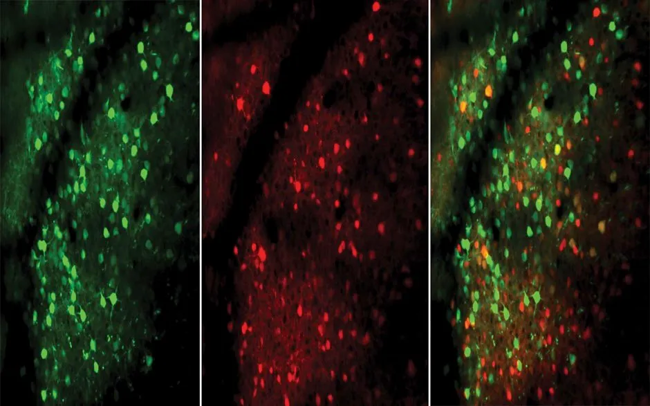 Two types of neuron - excitatory (green) and inhibitory (red) - responded faster as the mice learned the task © Churchland Lab/CSHL, 2019