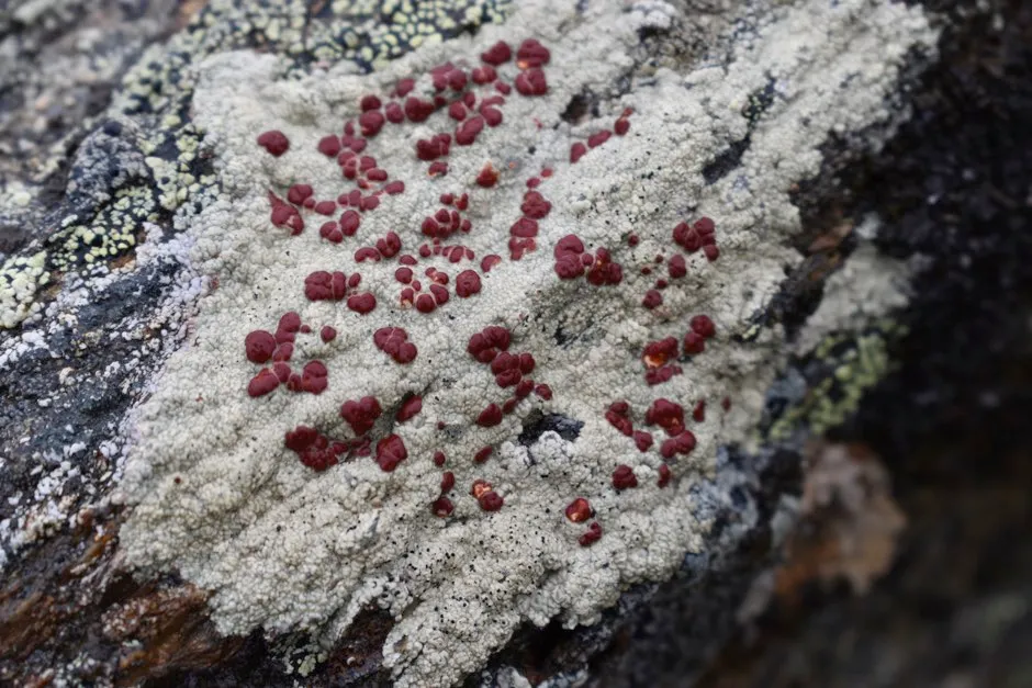 Crustose Porpidia lichen growing on a rock © Matthew P Nelsen, Field Museum/PA