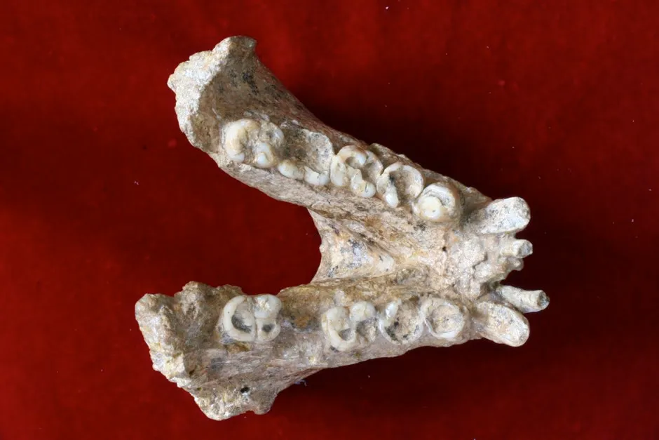 Dental enamel fossil © Professor Wei Wang/Nature