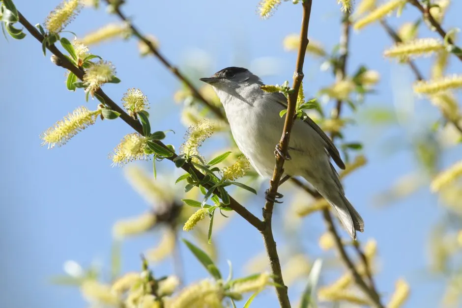 Blackcaps have started to evolve beaks longer, narrower beaks thanks to our birdfeeding habit © Getty Images