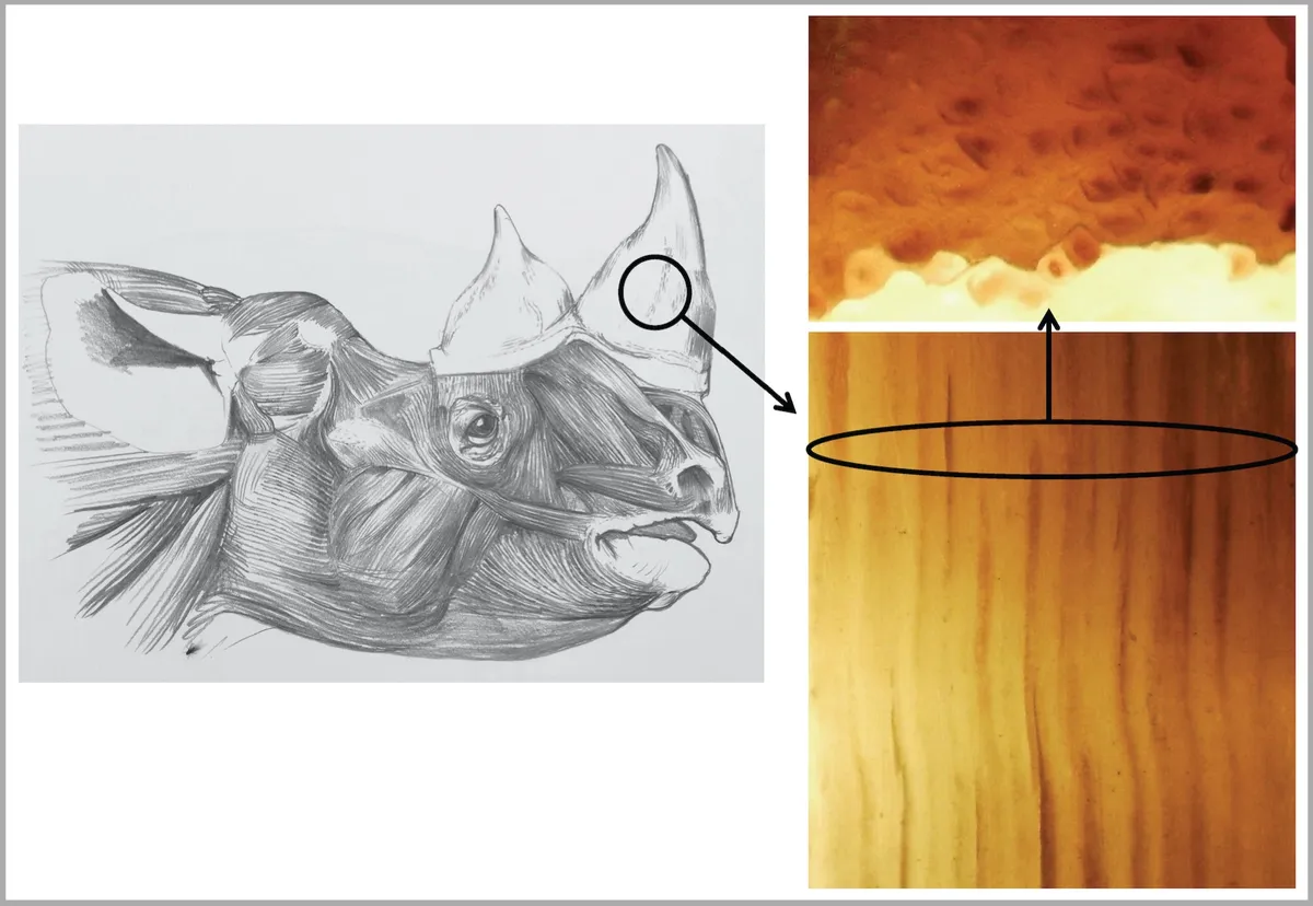 Head of rhino drawn to life by Jonathan Kingdon showing to the right both length and cross sections of slivers of its horn © Jonathan Kingdon/PA
