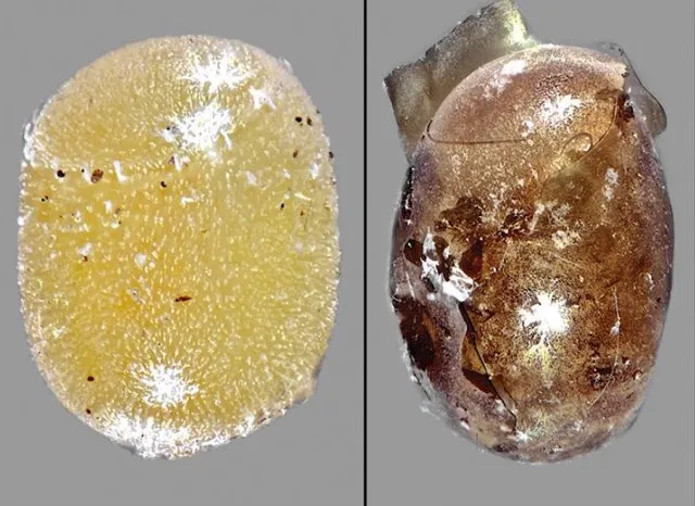 Non-parasitised vs parasitised egg (Elijah Talamas/PA)