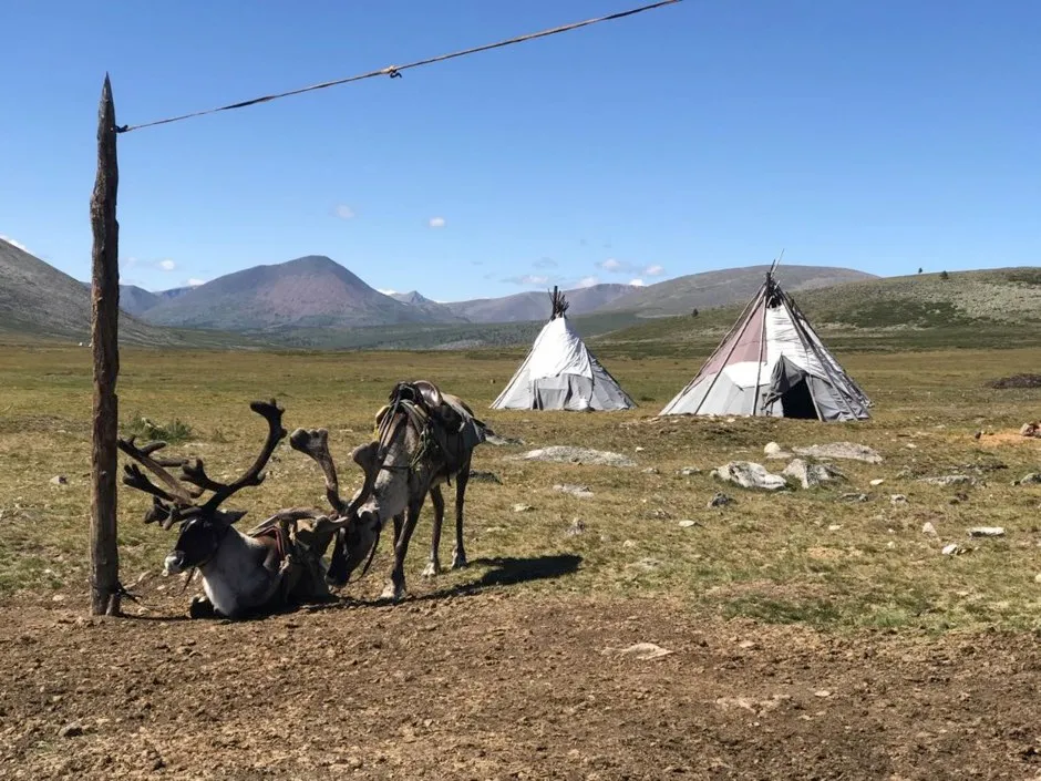 Domestic reindeer saddled for riding outside a Tsaatan summer camp in Khuvsgul province (Julia Clark/Flinders University)