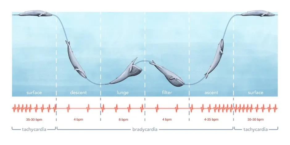 Illustration of how the blue whale’s heart rate slowed and quickened as it dove © Alex Boersma/PA