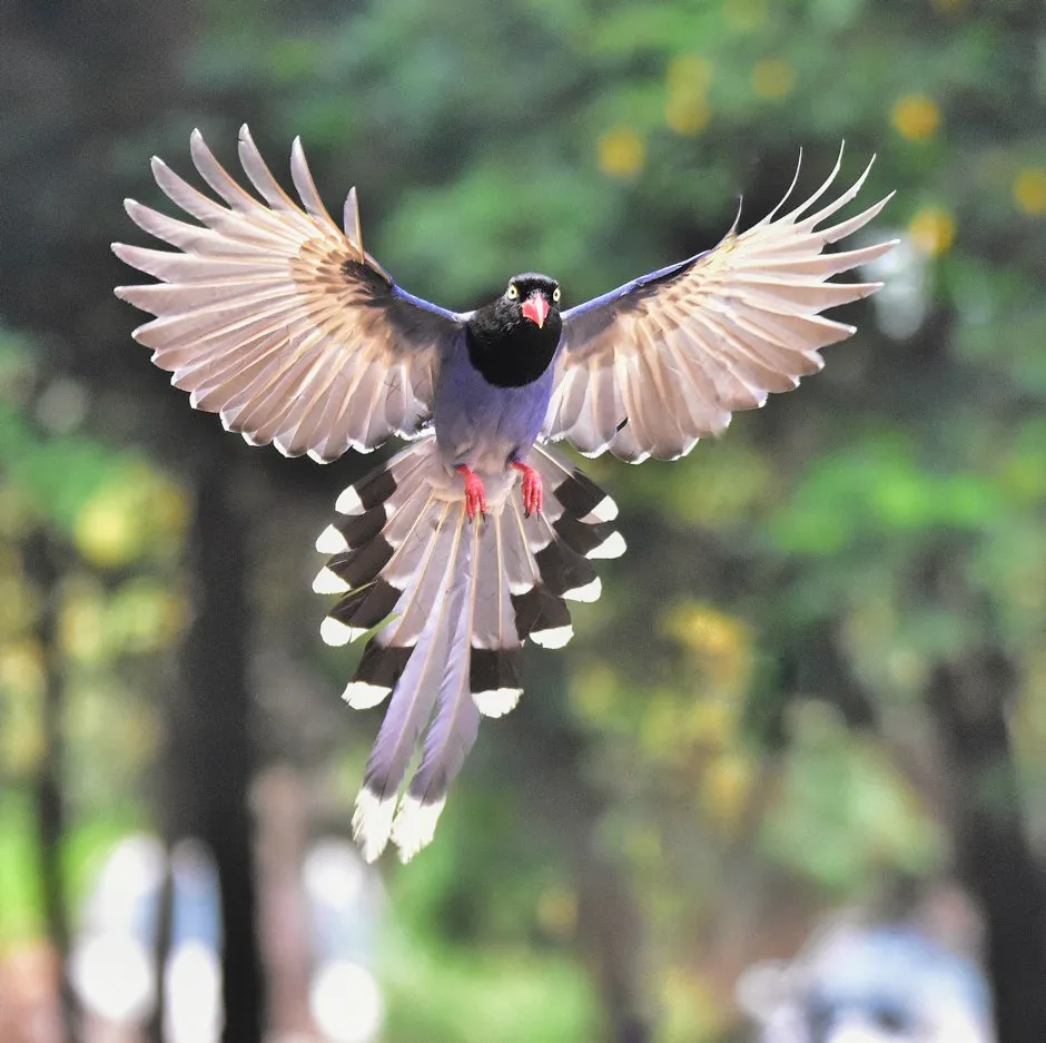 A Taiwan blue magpie in flight © Shao Huan Lang