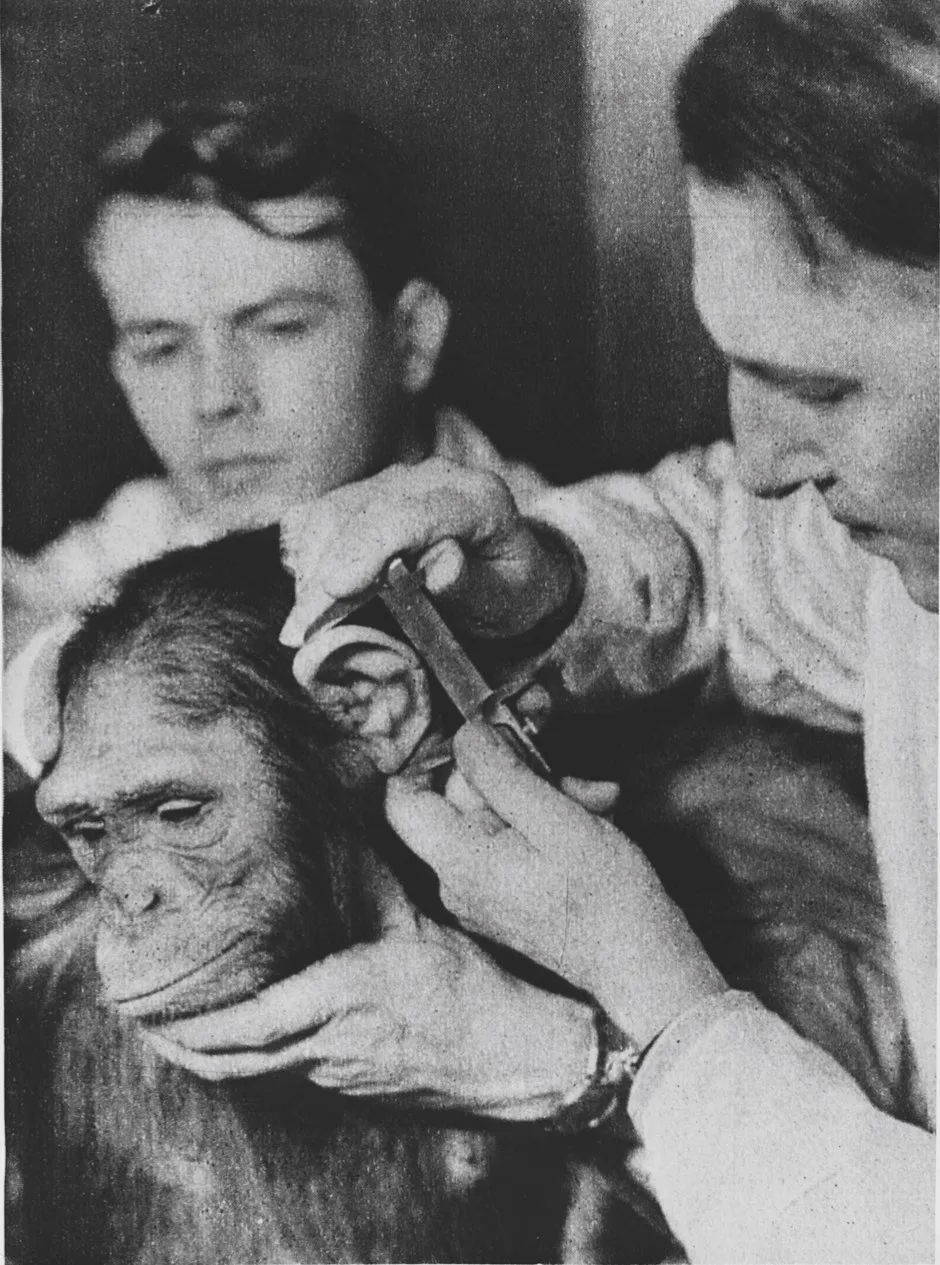 Nazi scientists developed a system of human and ape facial measurements to establish racial descent. They used biased results to back up their claims that Aryan Germans were more evolved, while Jewish people were closer to apes © Getty Images
