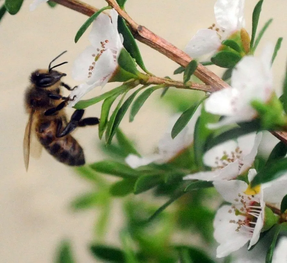 A bee on a Manuka bush (Barry Batchelor/PA)