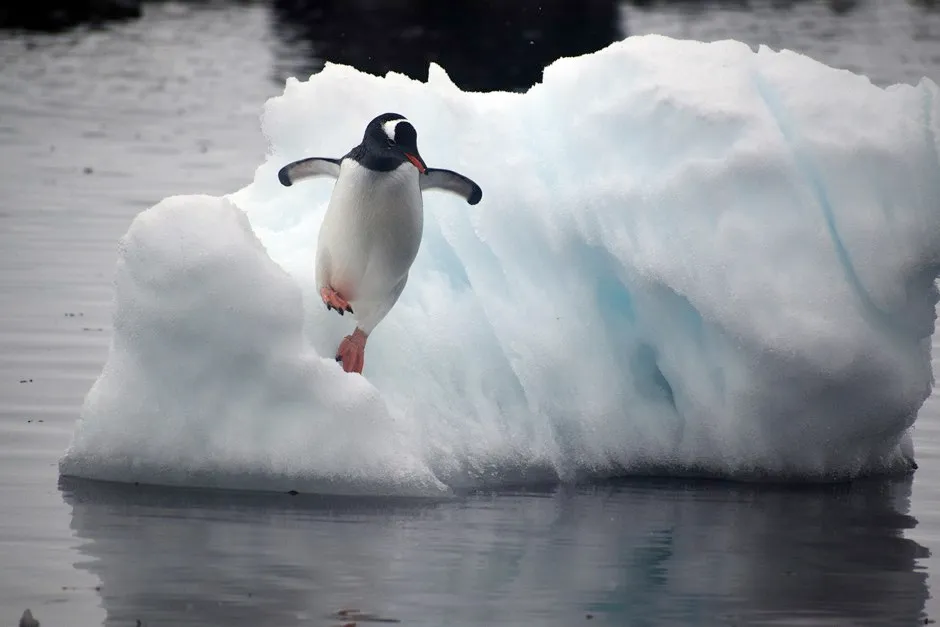 A gentoo penguin leaps off an ice floe © Kelton McMahon, University of Rhode Island/PA