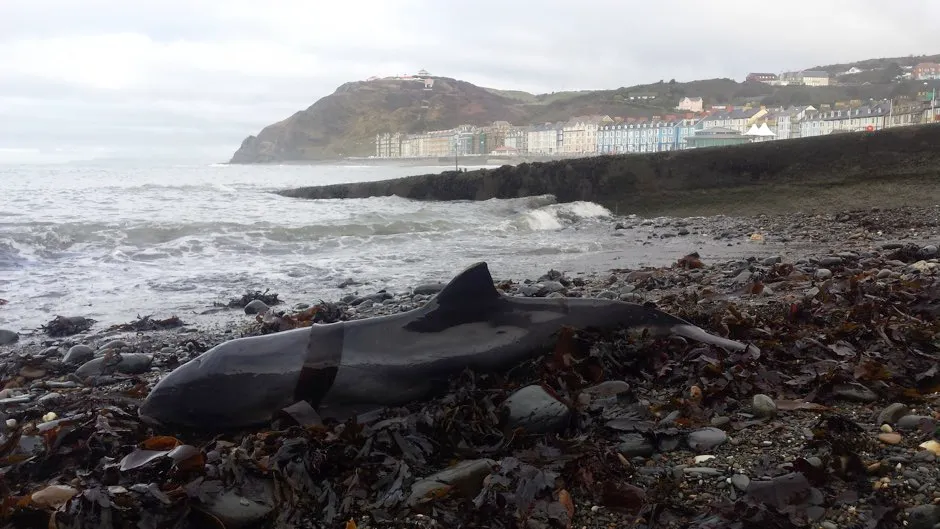 Stranded porpoise in Wales © Kathy James, Seawatch Foundation/PA