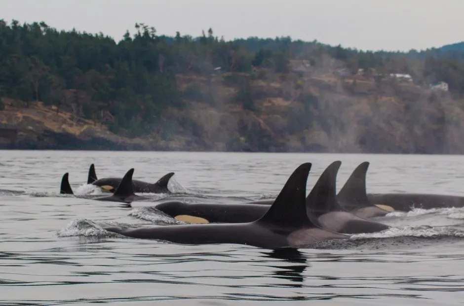 Grandmother orcas have been known to babysit their grandchildren © Daniel W Franks/PA
