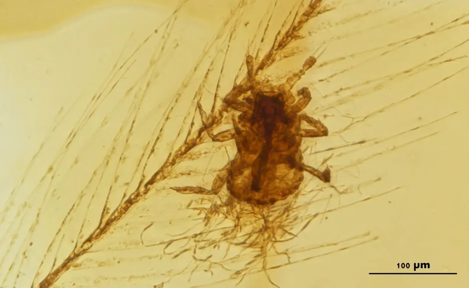A Mesophthirus angeli feeding on dinosaur feathers in mid-Cretaceous amber (Taiping Gao/PA)