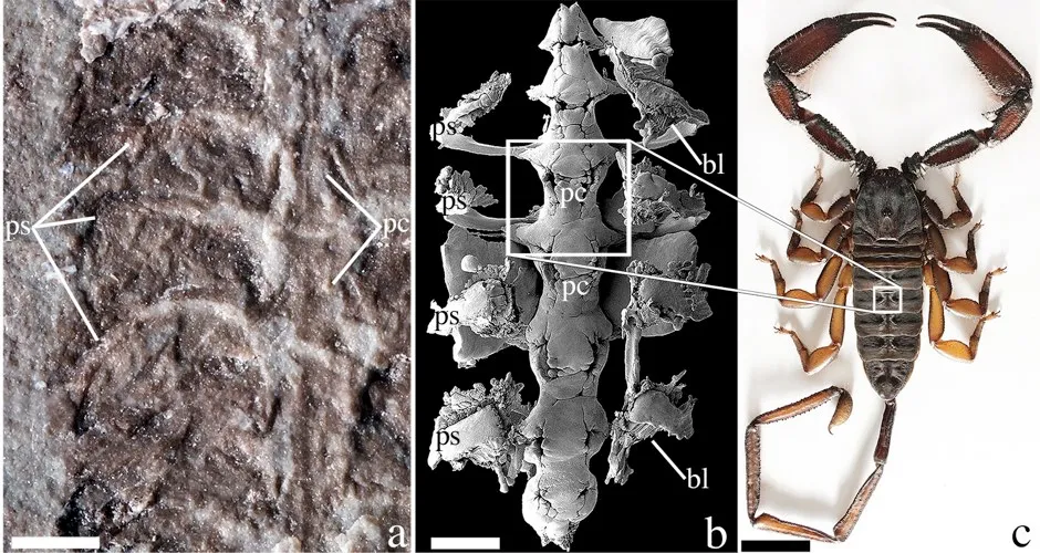The fossil (left) was unearthed in Wisconsin in 1985. Scientists analyzed it and discovered the ancient animal's respiratory and circulatory organs (center) were near-identical to those of a modern-day scorpion (right) © Andrew Wendruff