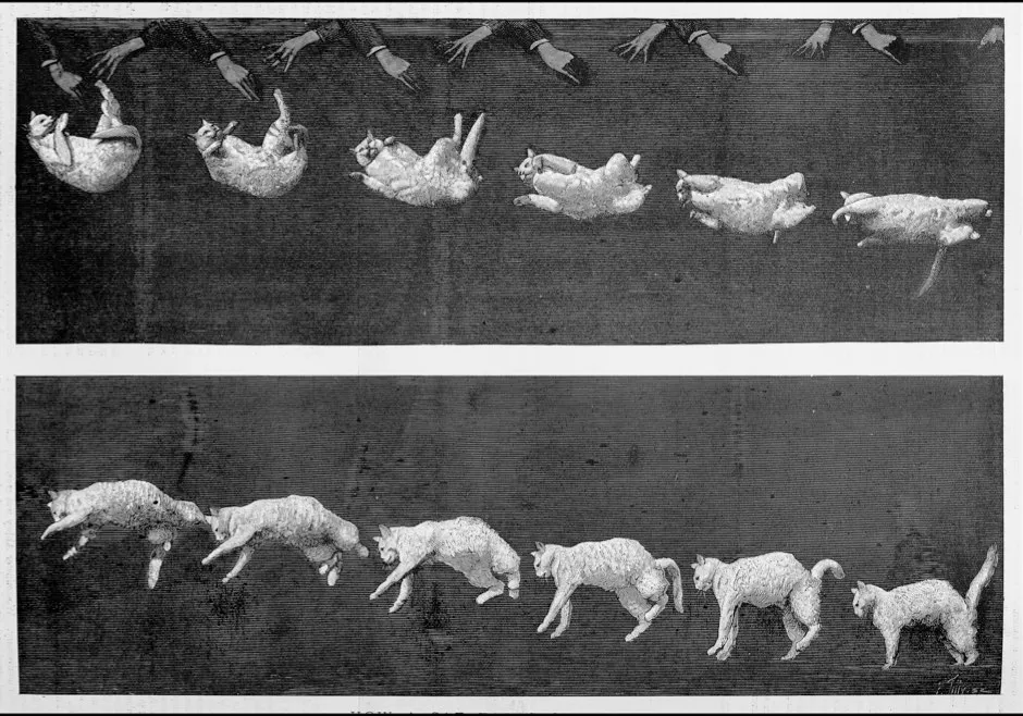 Marey's photographs of a falling cat, from 1894. The sequence should be read left-to-right, top-to-bottom © Getty Images