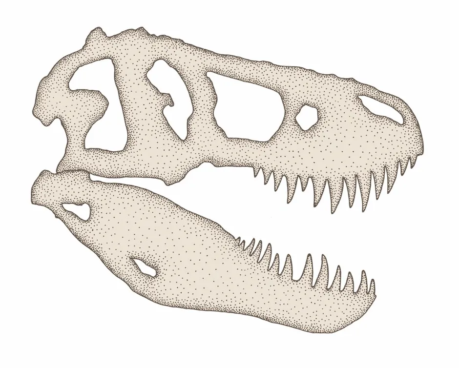 T. rex skull cross-section © Rachel Caldwell