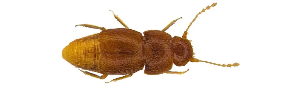 Nelloptodes gretae, a previously unknown species of beetle, was named after Swedish climate activist Greta Thunberg © Natural History Museum/PA
