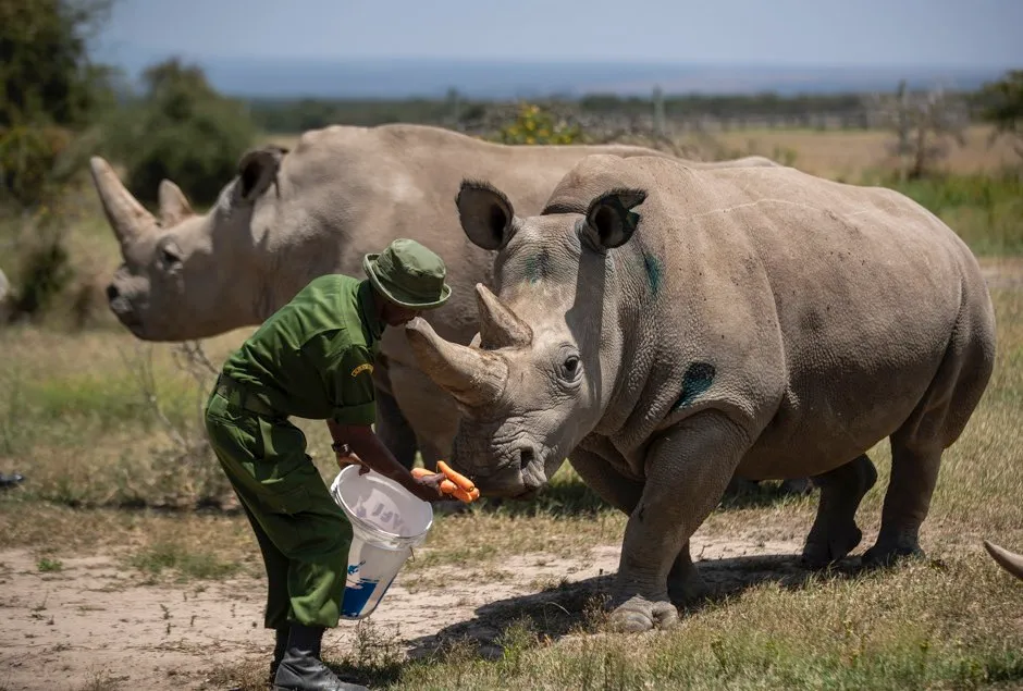 Northern white rhino embryo could save all-female subspecies from extinction