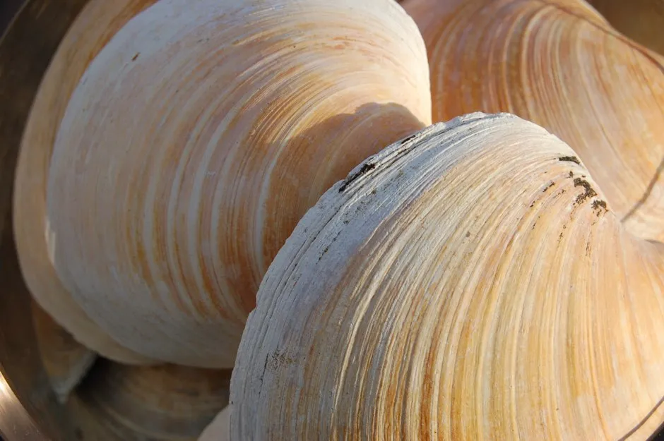 Quahog clam shells were studied © University of Exeter/PA
