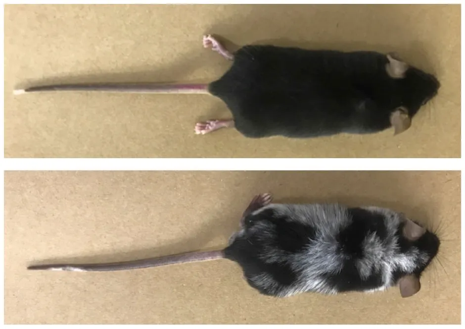 Mice submitted to pain-inducing experiment, which resulted in loss of pigmentation, compared to dark-coloured mice in the control group © William A. Gonçalves/Center for Research on Inflammatory Diseases