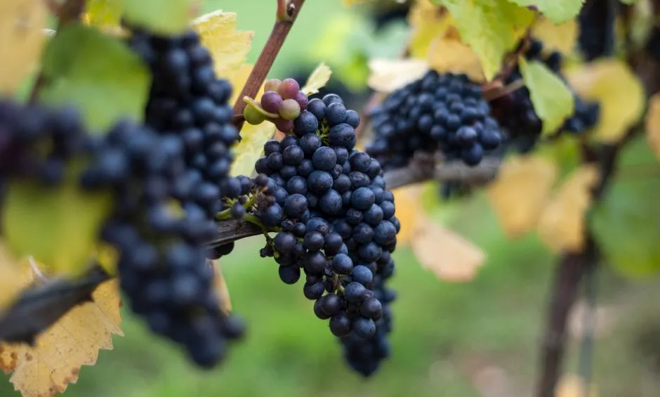 Hardier varieties of grape such as mourvedre and grenache would be more resistant to the effects of climate change © Andrew Matthews/PA