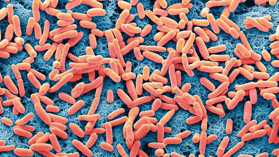 Coloured scanning electron micrograph of the rod-shaped, Gram-negative bacteria Escherichia coli, commonly known as E. coli
