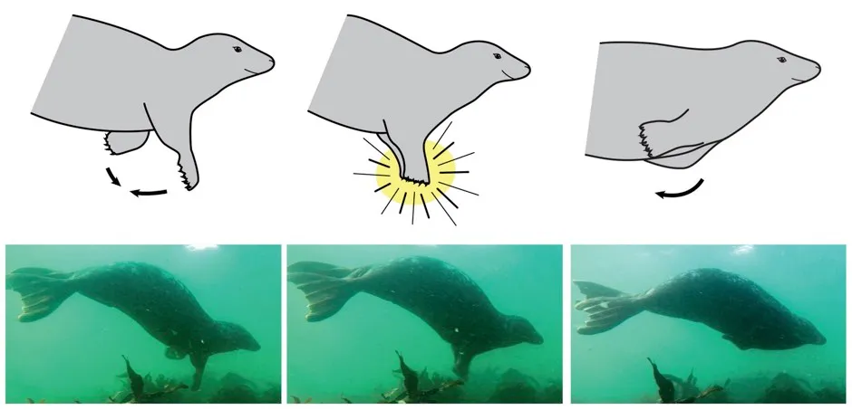 Grey seal clapping © Hocking et al/Marine Mammal Science