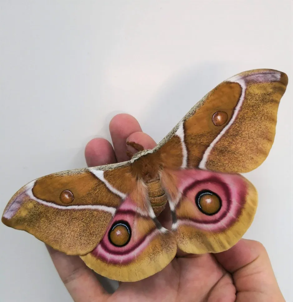 Antherina suraka moth © Thomas R Neil/Bristol University