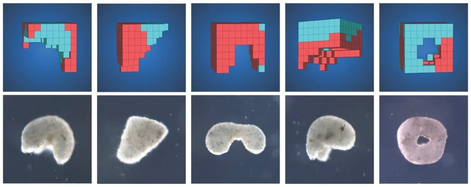 AI automatically designs candidate lifeforms in simulation (top row), then a cell-based construction toolkit is used to create the living systems