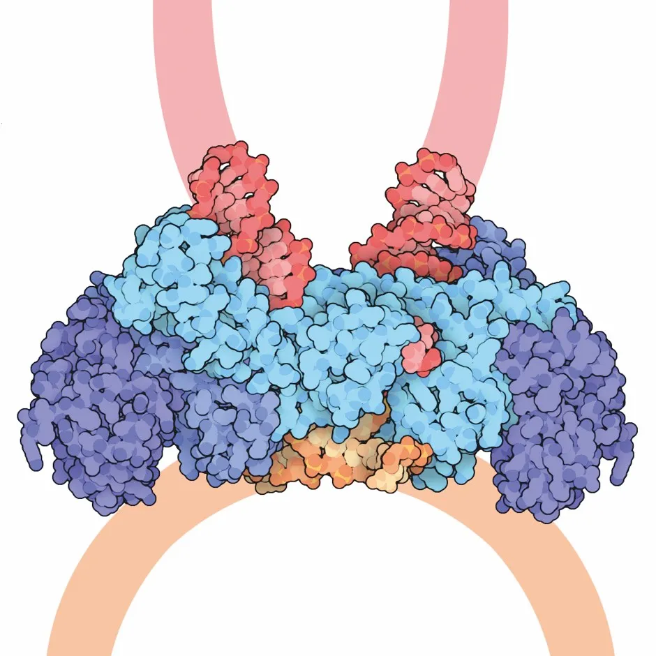 The enzyme HIV integrase allows HIV to embed itself in a host cell’s DNA © Acture Graphics