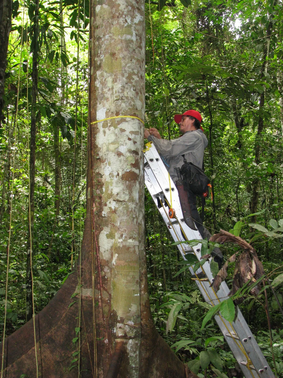 Measuring Amazon trees Peru © Roel Brienen, University of Leeds