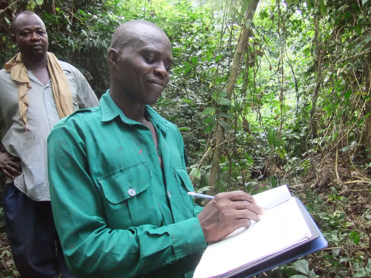 A technician from the Ghana Forestry Commission collects data © Sophie Fauset, University of Plymouth