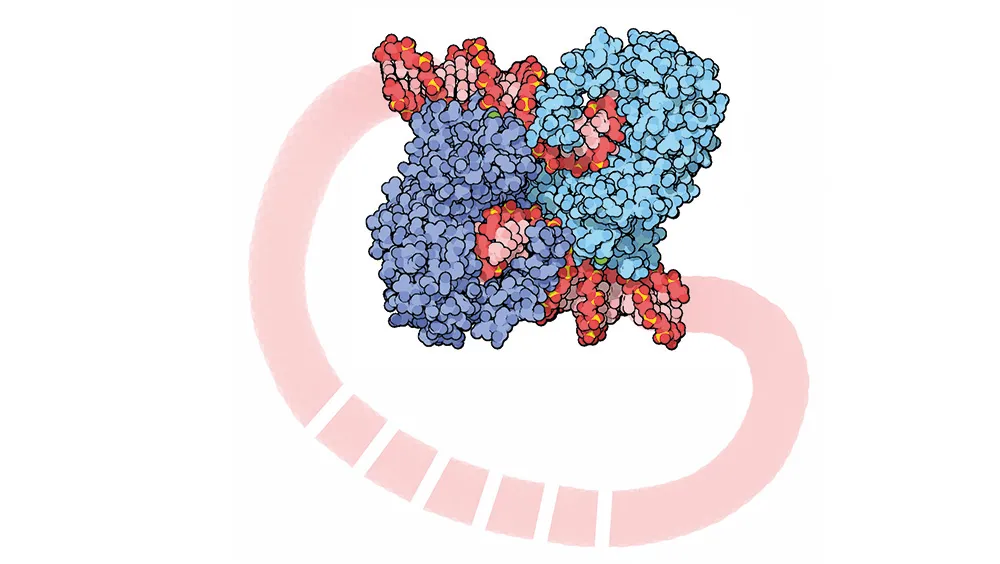 Two molecules of the 'cut and paste' enzyme transposase (blue and purple) grip onto the free ends of a DNA transposon (pink), ready to insert within a new site in the genome.